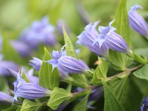 purple, Flowers, leaves, ringtones