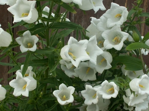 ringtones, Flowers, White