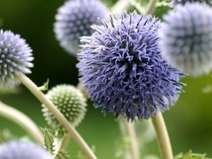 Flowers, Echinops Ritro