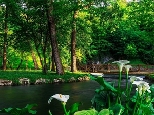 bridge, summer, trees, River, Park, Calla, viewes