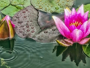 River, lilies, water