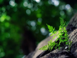 Fern, Rocks