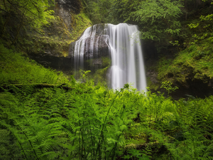 forest, waterfall, fern, rocks