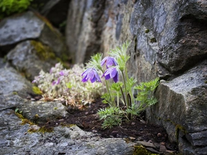 rocks, Flowers, pasque