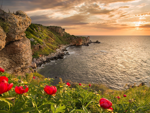 sea, Coast, Peonies, rocks