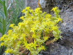 Rocks, Sedum