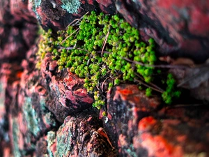 rocky, Rocks, Sempervivum