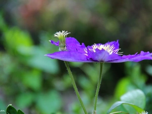 Violet, White, rods, Colourfull Flowers