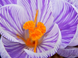 crocus, stripes, rods, purple