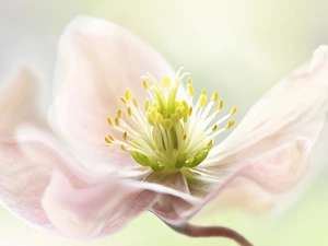 Close, blur, anemone, rods, Colourfull Flowers