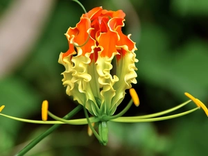 Colourfull Flowers, Gloriosa, rods