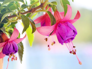 fuchsia, Colourfull Flowers, rods