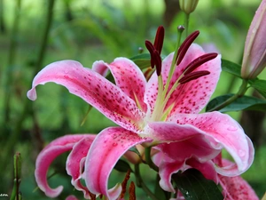 rods, Pink, lilies