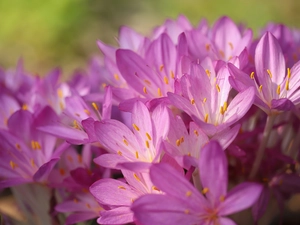 Yellow, rods, purple, Flowers, colchicums