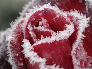 Frozen, red hot, rose, Colourfull Flowers