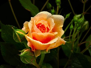 Orange, rose