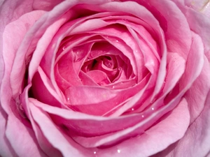 rose, developed, Pink