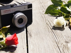 roses, Camera, photographic
