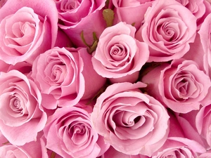 Pink, roses