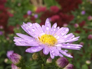 Aster, droplets, Rosy, Violet