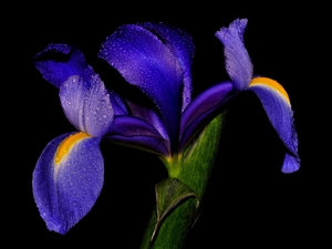 blue, drops, Rosy, iris