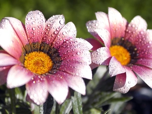 Rosy, Flowers, drops