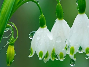 Rosy, Leucojum, drops