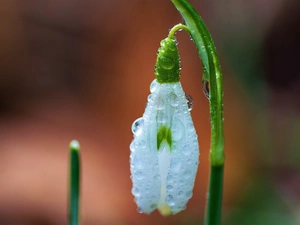 Rosy, Snowdrop, drops