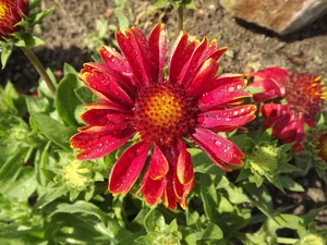 Colourfull Flowers, drops, Rosy, gaillardia aristata