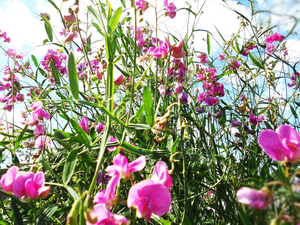 rouge, peas, fragrant