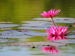 rouge, Lily, water