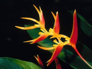 Colourfull Flowers, Strelitzia Royal