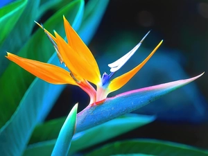 Colourfull Flowers, Strelitzia, Royal