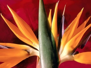 Colourfull Flowers, Strelitzia Royal