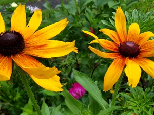 Rudbeckia