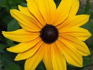 Rudbeckia brilliant