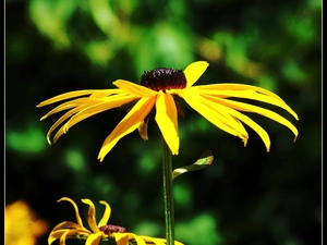 Rudbeckia brilliant