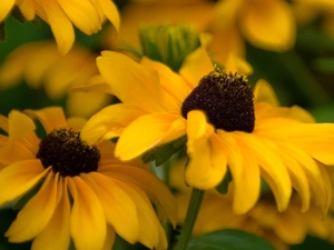 Rudbeckia brilliant