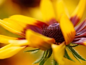 Close, Colourfull Flowers, Rudbeckia