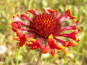 gaillardia aristata, Colourfull Flowers, Close