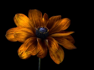 rapprochement, Colourfull Flowers, Rudbeckia