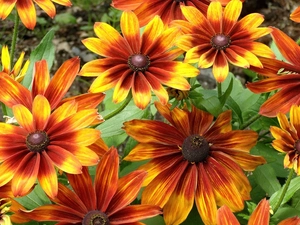 Flowers, Yellow Honda, Rudbeckia, orange