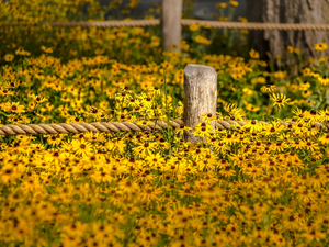 Flowers, fence, string, Rudbeckia
