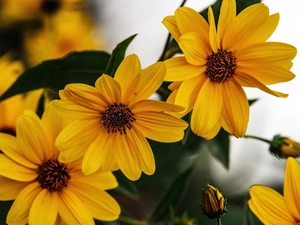 Rudbeckia, Yellow, Flowers