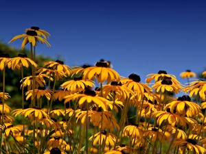 Rudbeckia, Yellow, Flowers