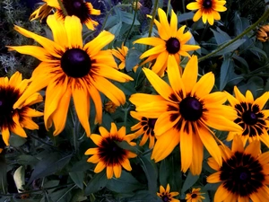 Rudbeckia, Yellow, Flowers