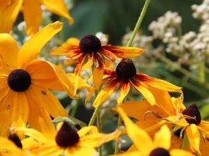 Rudbeckia, Yellow, Flowers