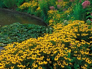 Nenufary, Flowers, Rudbeckia brilliant