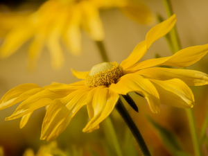 Yellow, Rudbeckia, rapprochement, Colourfull Flowers