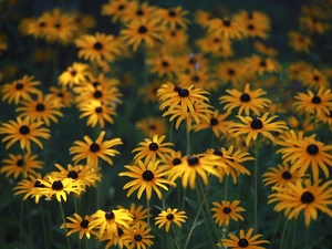 developed, Yellow, Flowers, Rudbekie